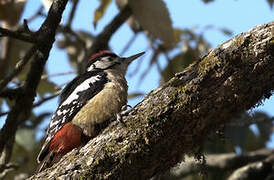 Himalayan Woodpecker