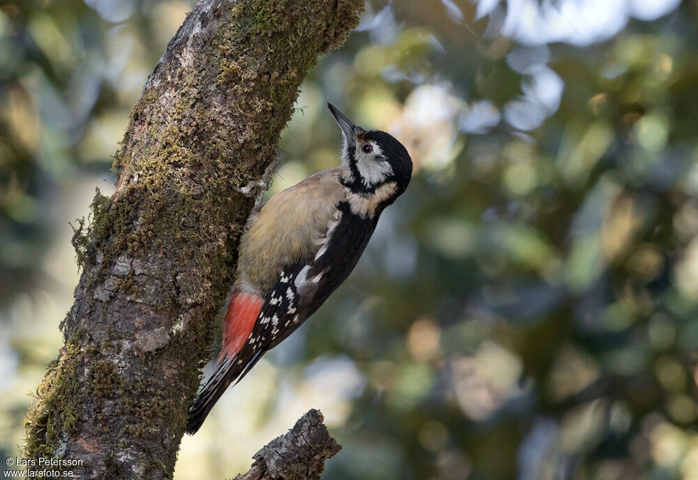 Himalayan Woodpecker