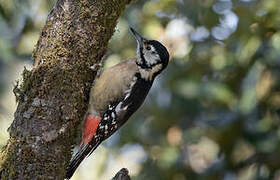 Himalayan Woodpecker