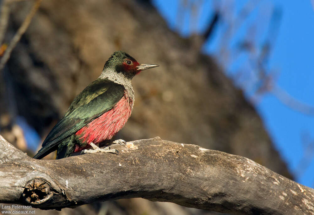 Lewis's Woodpeckeradult, identification