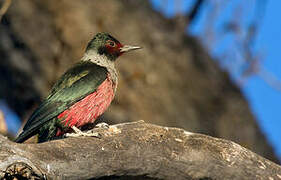 Lewis's Woodpecker