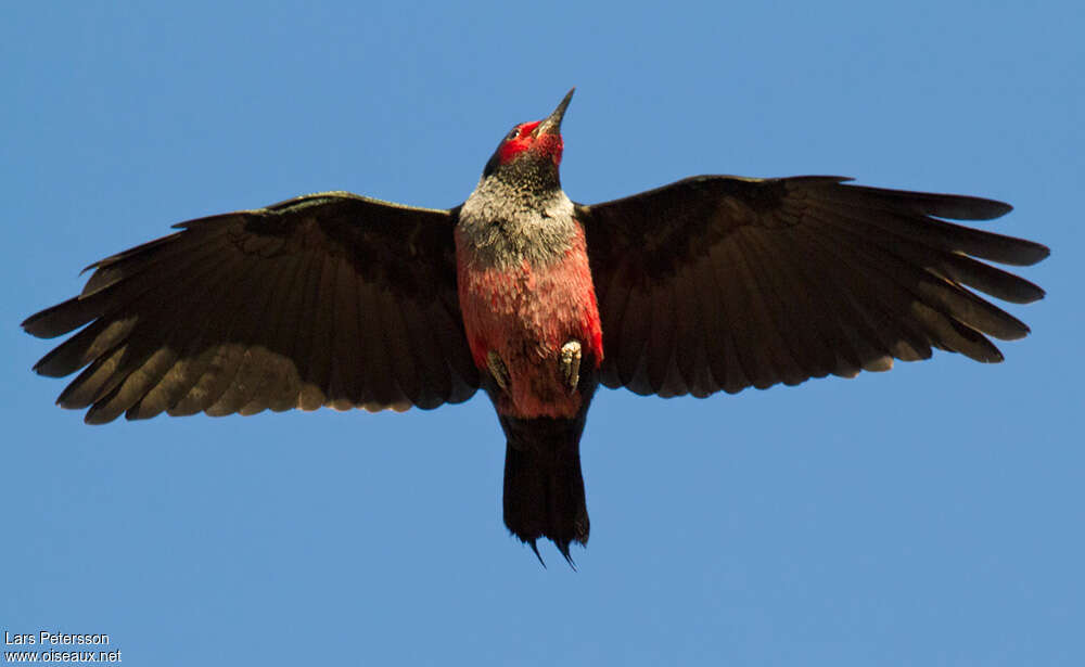 Lewis's Woodpeckeradult, pigmentation, Flight