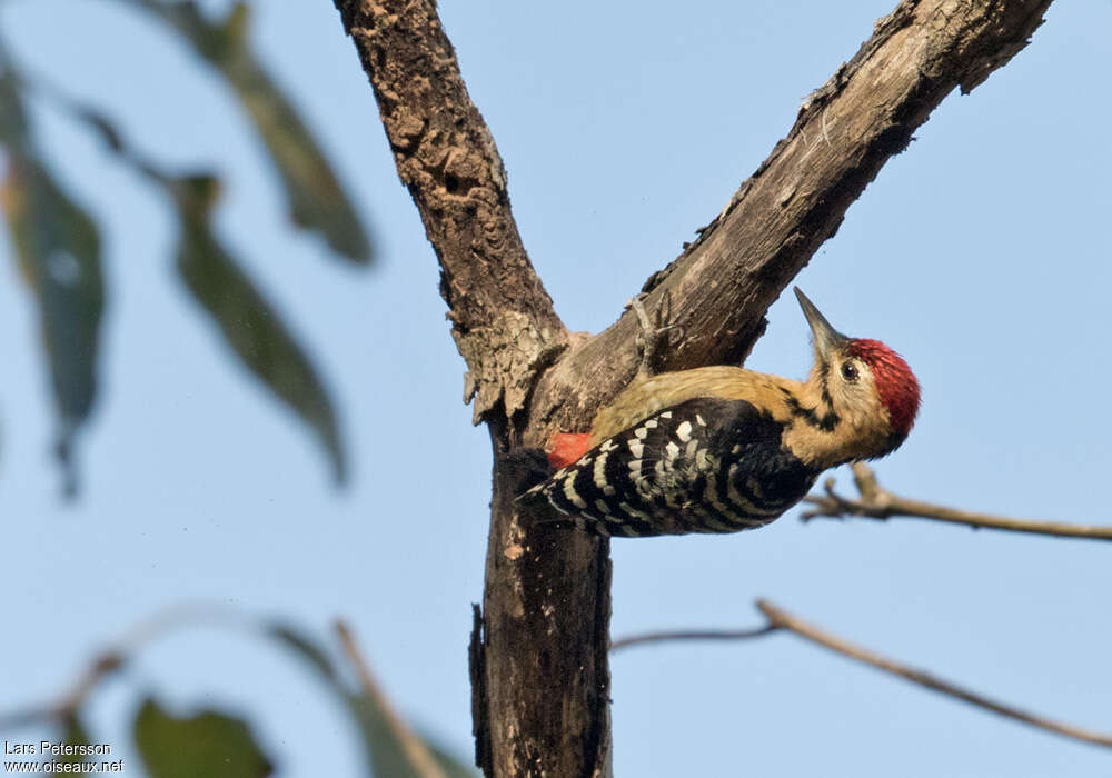 Fulvous-breasted Woodpecker male adult