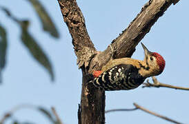 Fulvous-breasted Woodpecker