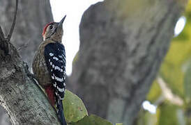 Fulvous-breasted Woodpecker