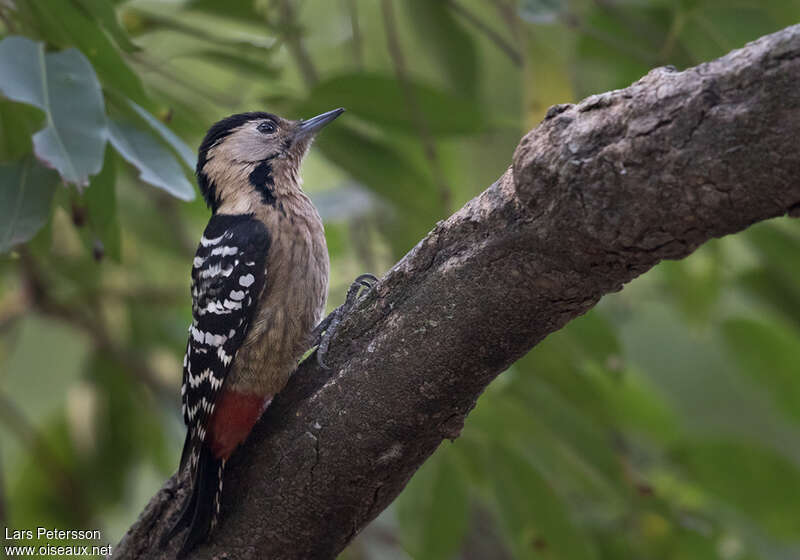 Fulvous-breasted Woodpecker female, identification