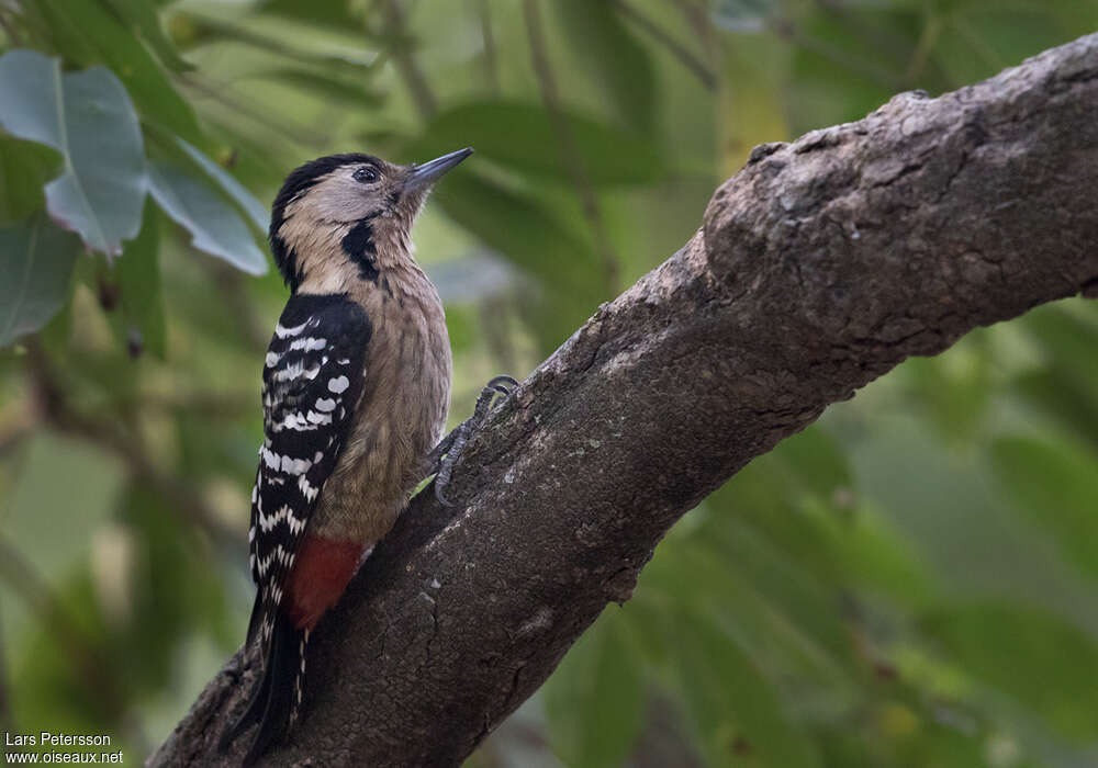 Fulvous-breasted Woodpecker female, identification