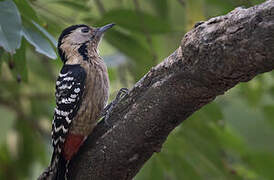 Fulvous-breasted Woodpecker