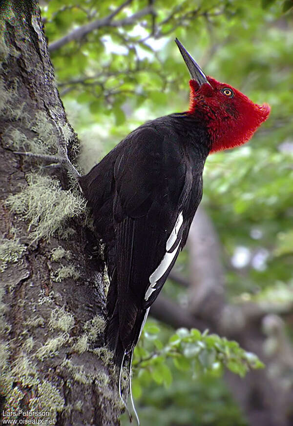 Magellanic Woodpecker male adult, aspect