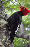 Magellanic Woodpecker