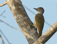 Mombasa Woodpecker