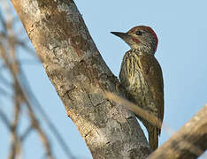 Mombasa Woodpecker