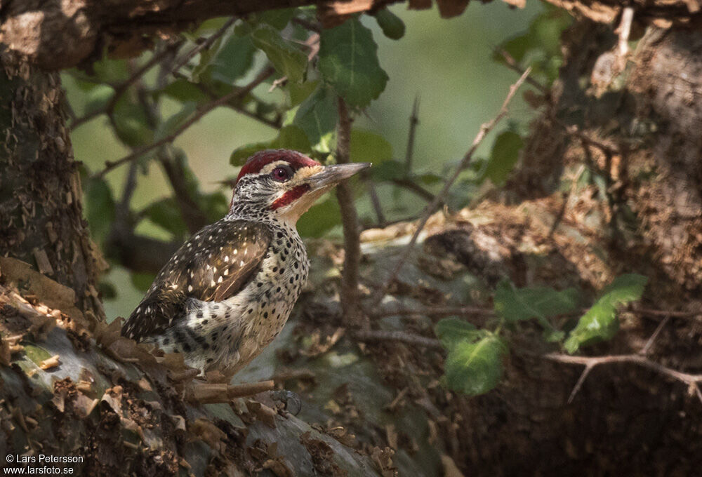 Nubian Woodpecker