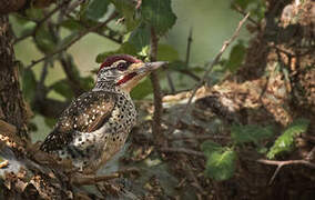 Nubian Woodpecker