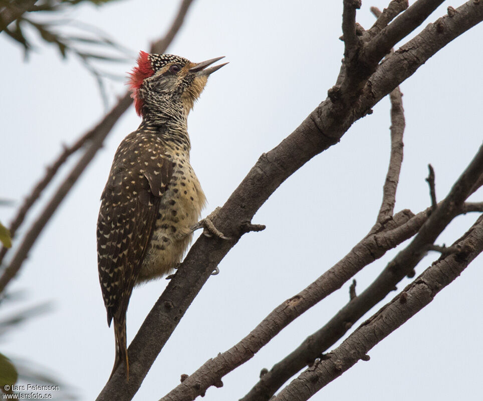 Nubian Woodpecker