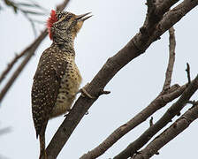 Nubian Woodpecker