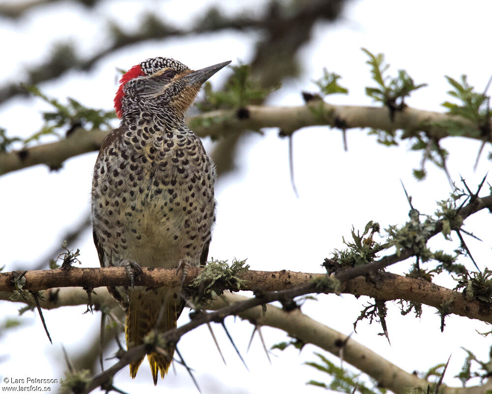 Nubian Woodpecker