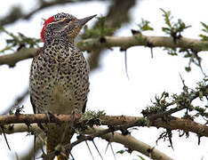 Nubian Woodpecker