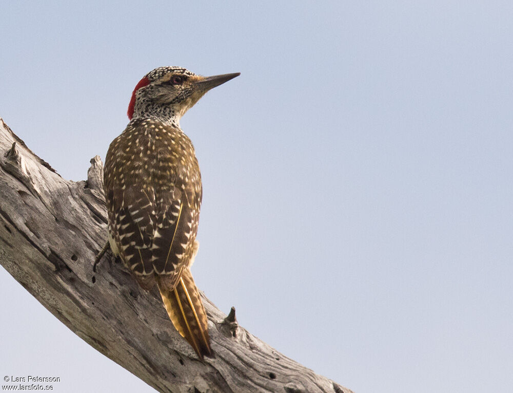 Nubian Woodpecker