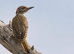 Nubian Woodpecker