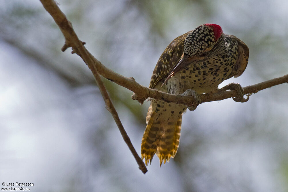 Nubian Woodpecker