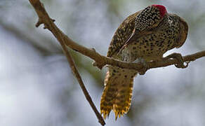 Nubian Woodpecker