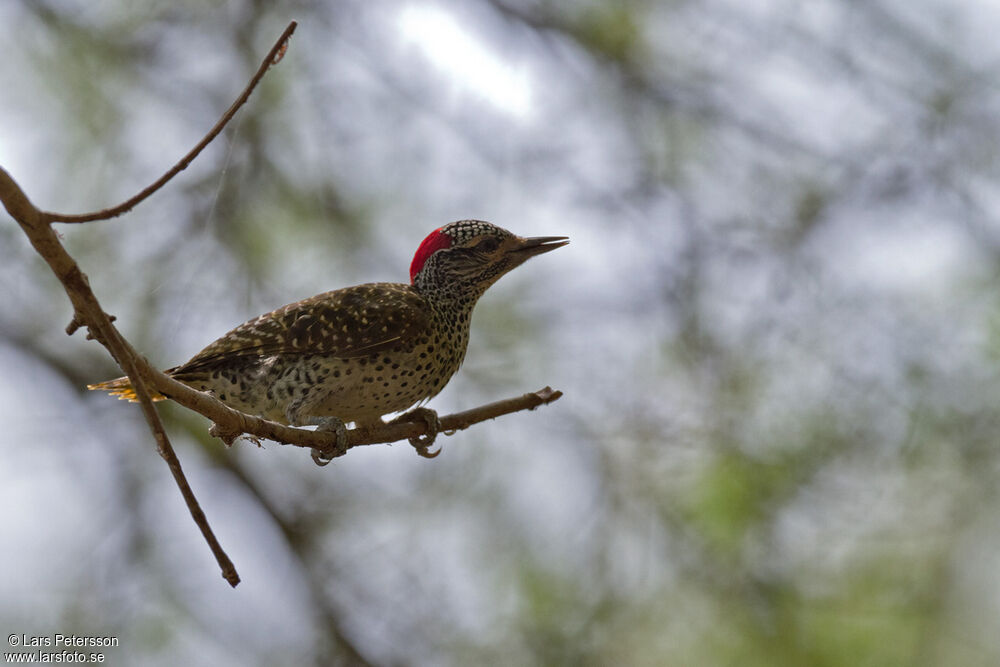 Nubian Woodpecker