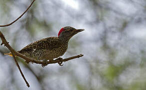 Nubian Woodpecker