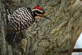 Nuttall's Woodpecker