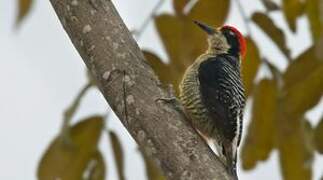 Black-cheeked Woodpecker