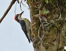 Black-cheeked Woodpecker