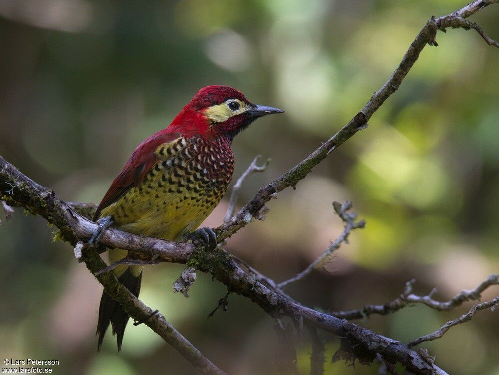 Crimson-mantled Woodpecker