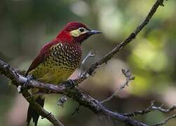 Crimson-mantled Woodpecker