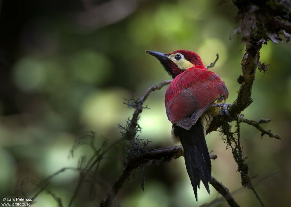 Crimson-mantled Woodpecker