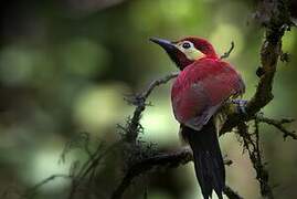 Crimson-mantled Woodpecker