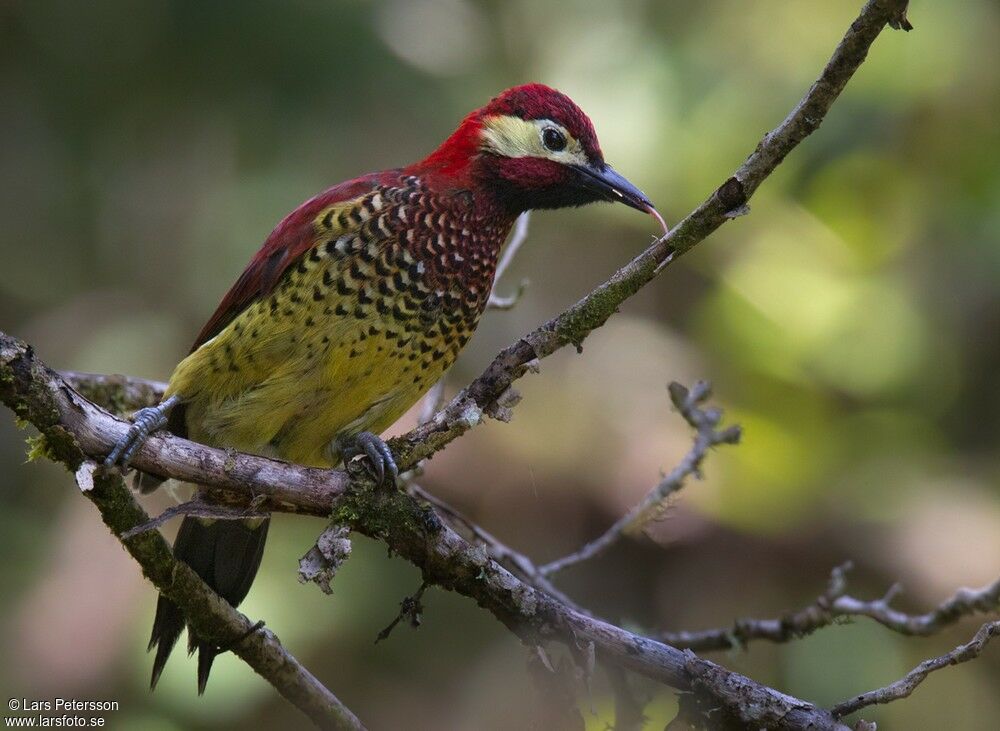 Crimson-mantled Woodpecker