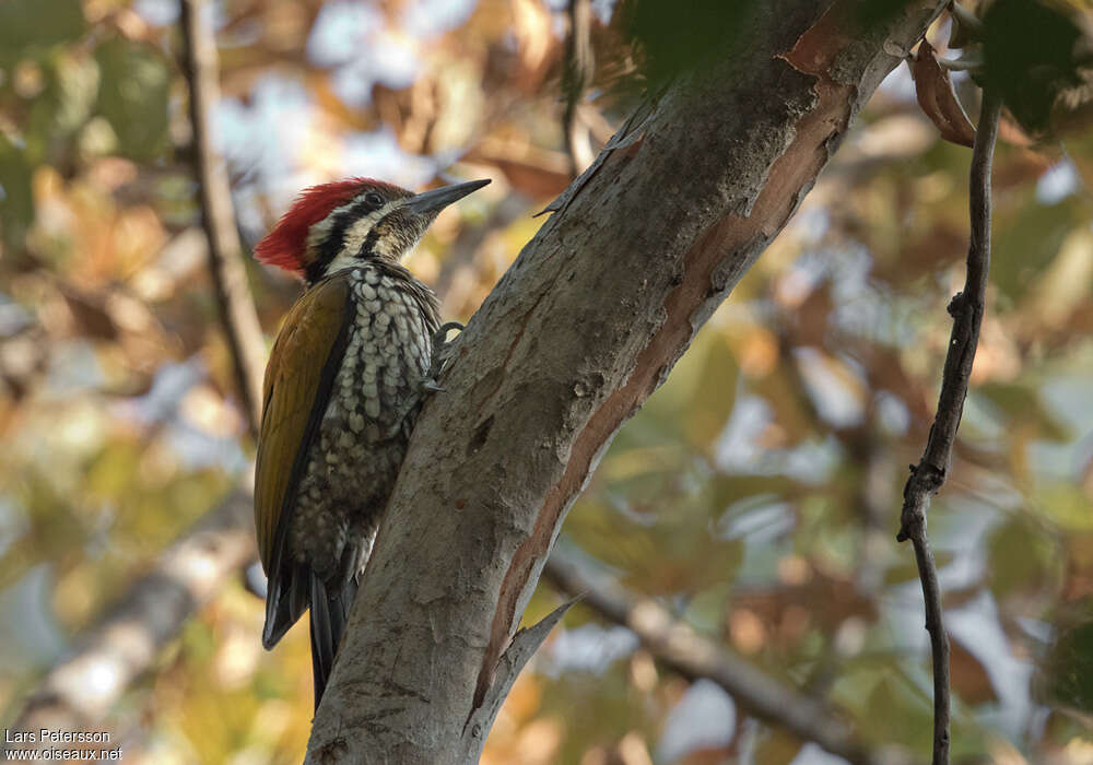 Himalayan Flamebackadult