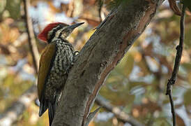 Himalayan Flameback