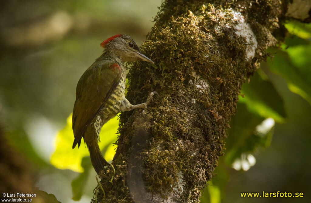 Tullberg's Woodpecker