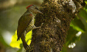 Tullberg's Woodpecker