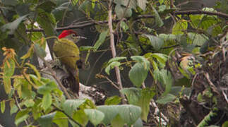 Tullberg's Woodpecker