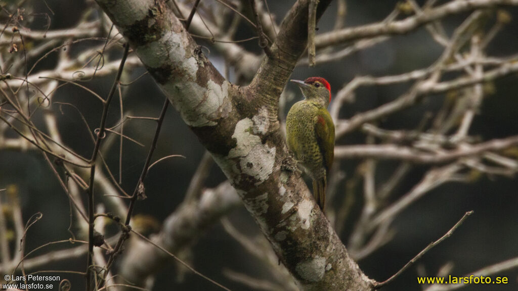 Tullberg's Woodpecker