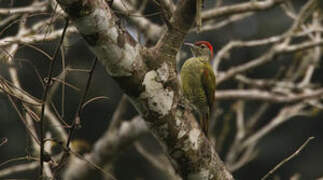 Tullberg's Woodpecker