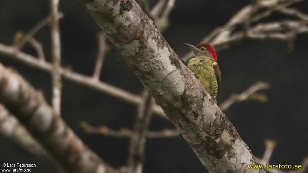 Tullberg's Woodpecker