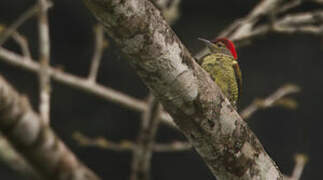 Tullberg's Woodpecker