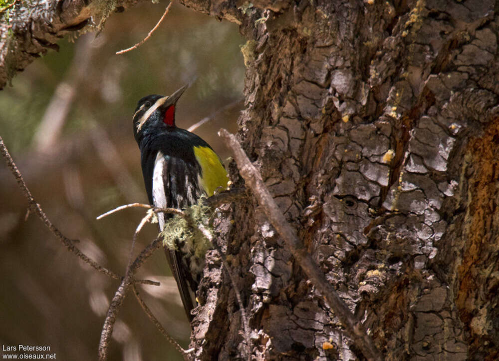 Williamson's Sapsucker male adult breeding, identification