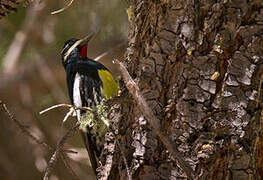 Williamson's Sapsucker