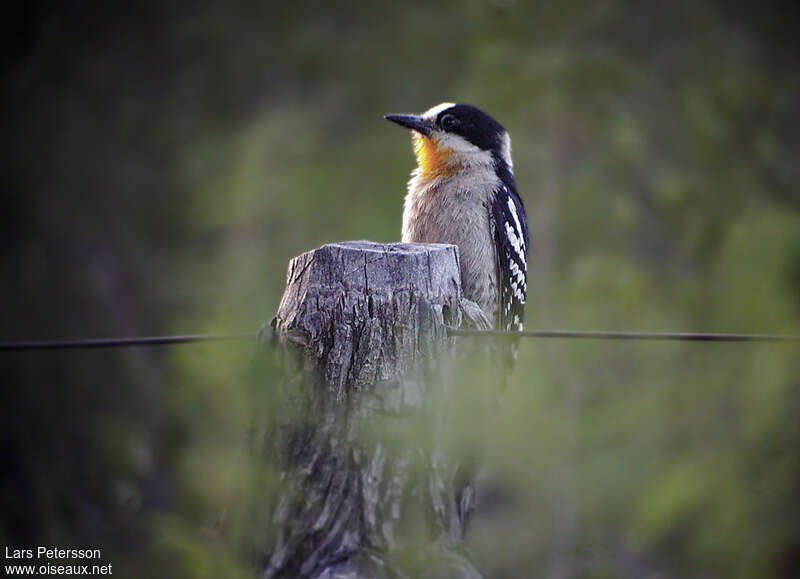 White-fronted Woodpeckeradult, pigmentation