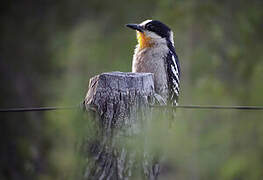 White-fronted Woodpecker