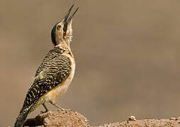 Andean Flicker